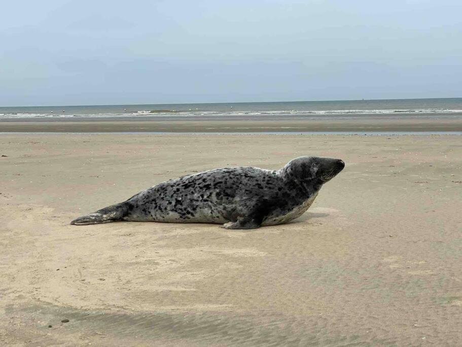 Face A La Mer, Appartement Rdc Bray Dunes Esterno foto